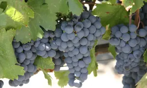 Grappes de raisins noirs mûrs sur pied, avec des feuilles vertes.