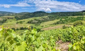 Vignoble verdoyant sous un ciel bleu et nuageux, typique de l'appellation Morgon. Les vignes en premier plan promettent un excellent millésime.
