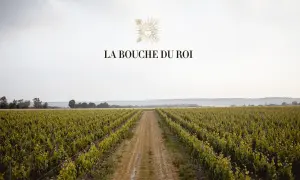 Vastes vignobles s'étendant à perte de vue, sous un ciel clair. Le domaine La Bouche du Roi, promesse de grands crus.