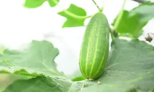 Un jeune concombre vert pousse sur sa plante, entouré de feuilles luxuriantes. Le cornichon est-il un concombre ? Oui, c'est un jeune concombre.