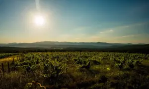 Vignoble verdoyant sous un soleil éclatant, s'étendant à perte de vue vers des collines lointaines. Le domaine La Marele, baigné de lumière, promet une récolte généreuse.