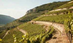 Vignoble en terrasses sur une colline escarpée, évoquant la célèbre cave Côte Rôtie. Le soleil dore les vignes luxuriantes.