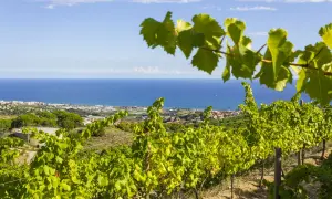 Vignoble catalan baigné de soleil, avec la mer Méditerranée en toile de fond. Des rangées de vignes verdoyantes s'étendent sur la colline.