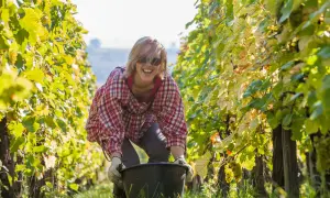 Joyeuse récolte dans les vignes d'Alsace. Une femme souriante, lunettes de soleil, chemise à carreaux, ramasse les grappes de raisin.