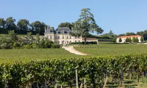 Château majestueux entouré de vignobles verdoyants, idéal pour le tourisme viticole. Un grand cèdre domine le paysage.