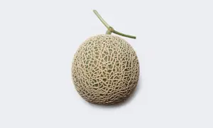 Un melon Yubari King, le fruit le plus cher du monde, avec sa peau finement texturée et sa tige verte, sur fond blanc.