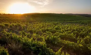 Vignoble verdoyant au coucher du soleil dans le district de Lisbonne, les vignes s'étendent à perte de vue sous un ciel doré.