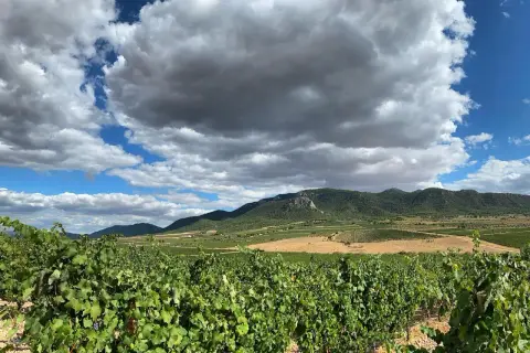 Vignoble verdoyant sous un ciel orageux, avec des collines et des champs à perte de vue. Un paysage typique de la région de Madrid.