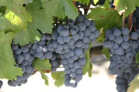 Grappes de raisins noirs mûrs sur pied, avec des feuilles vertes.