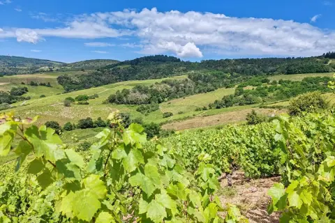 Vignoble verdoyant sous un ciel bleu et nuageux, typique de l'appellation Morgon. Les vignes en premier plan promettent un excellent millésime.