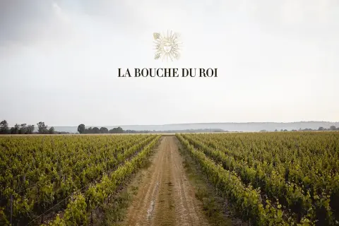Vastes vignobles s'étendant à perte de vue, sous un ciel clair. Le domaine La Bouche du Roi, promesse de grands crus.