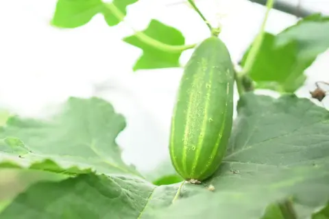 Un jeune concombre vert pousse sur sa plante, entouré de feuilles luxuriantes. Le cornichon est-il un concombre ? Oui, c'est un jeune concombre.