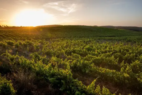 Vignoble verdoyant au coucher du soleil dans le district de Lisbonne, les vignes s'étendent à perte de vue sous un ciel doré.