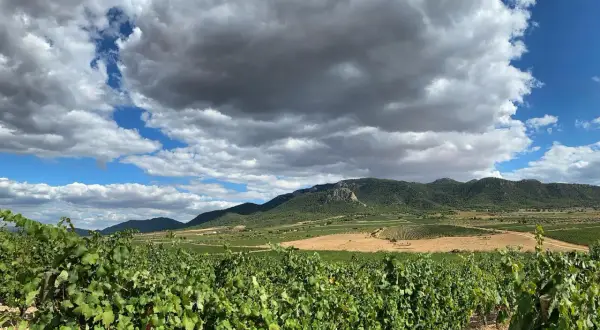 Vignoble verdoyant sous un ciel orageux, avec des collines et des champs à perte de vue. Un paysage typique de la région de Madrid.