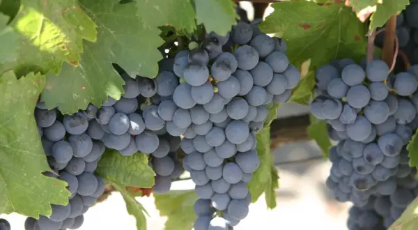 Grappes de raisins noirs mûrs sur pied, avec des feuilles vertes.
