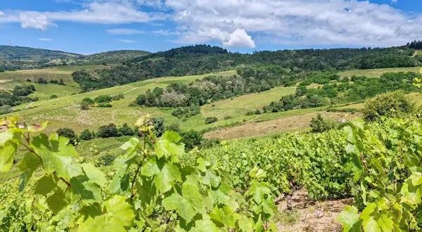 Vignoble verdoyant sous un ciel bleu et nuageux, typique de l'appellation Morgon. Les vignes en premier plan promettent un excellent millésime.