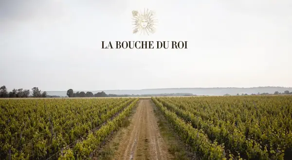 Vastes vignobles s'étendant à perte de vue, sous un ciel clair. Le domaine La Bouche du Roi, promesse de grands crus.