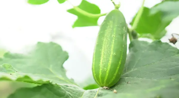 Un jeune concombre vert pousse sur sa plante, entouré de feuilles luxuriantes. Le cornichon est-il un concombre ? Oui, c'est un jeune concombre.
