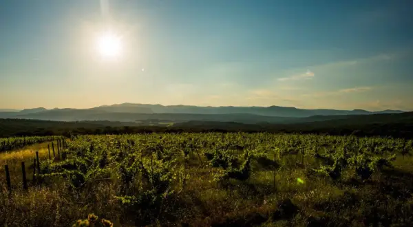 Vignoble verdoyant sous un soleil éclatant, s'étendant à perte de vue vers des collines lointaines. Le domaine La Marele, baigné de lumière, promet une récolte généreuse.
