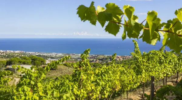 Vignoble catalan baigné de soleil, avec la mer Méditerranée en toile de fond. Des rangées de vignes verdoyantes s'étendent sur la colline.