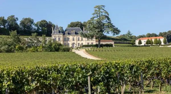 Château majestueux entouré de vignobles verdoyants, idéal pour le tourisme viticole. Un grand cèdre domine le paysage.