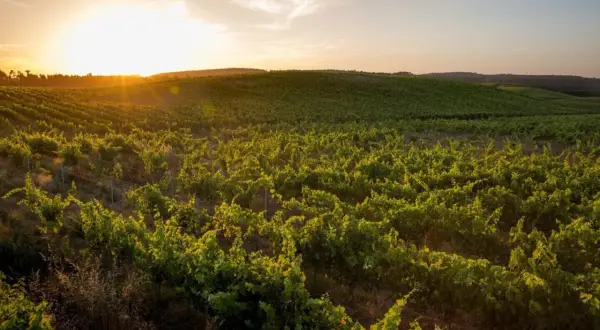 Vignoble verdoyant au coucher du soleil dans le district de Lisbonne, les vignes s'étendent à perte de vue sous un ciel doré.