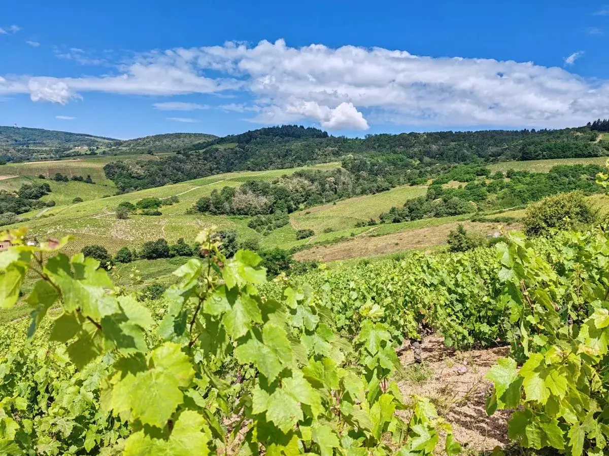 Vignoble verdoyant sous un ciel bleu et nuageux, typique de l'appellation Morgon. Les vignes en premier plan promettent un excellent millésime.