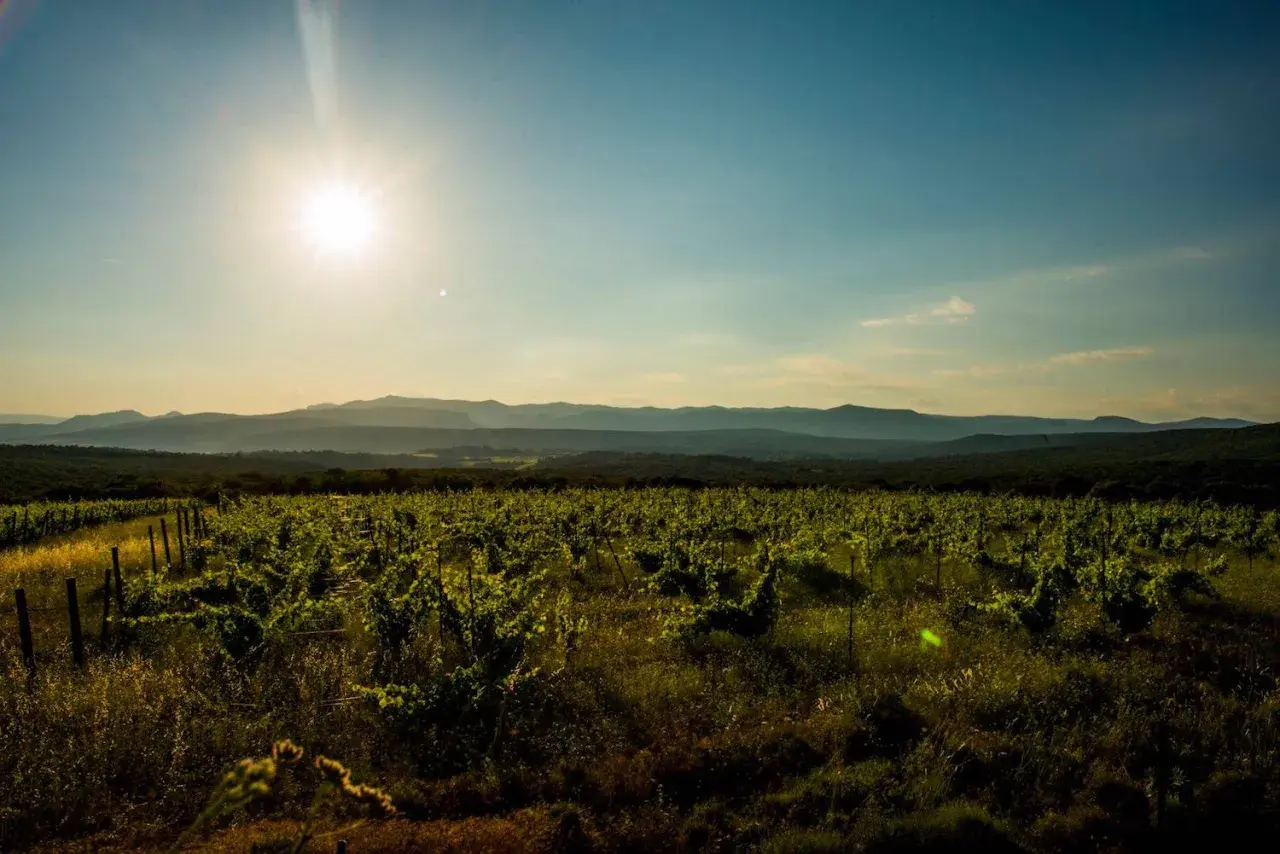 Vignoble verdoyant sous un soleil éclatant, s'étendant à perte de vue vers des collines lointaines. Le domaine La Marele, baigné de lumière, promet une récolte généreuse.