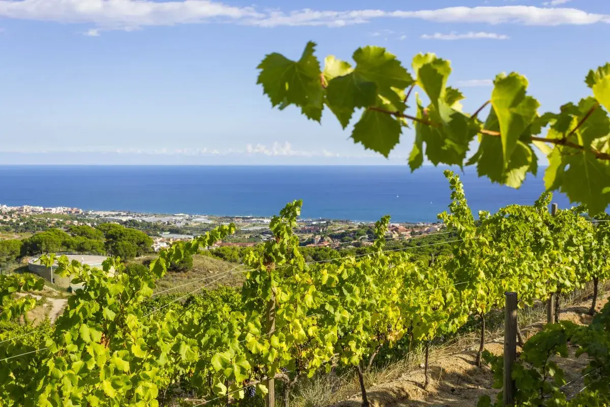 Vignoble catalan baigné de soleil, avec la mer Méditerranée en toile de fond. Des rangées de vignes verdoyantes s'étendent sur la colline.