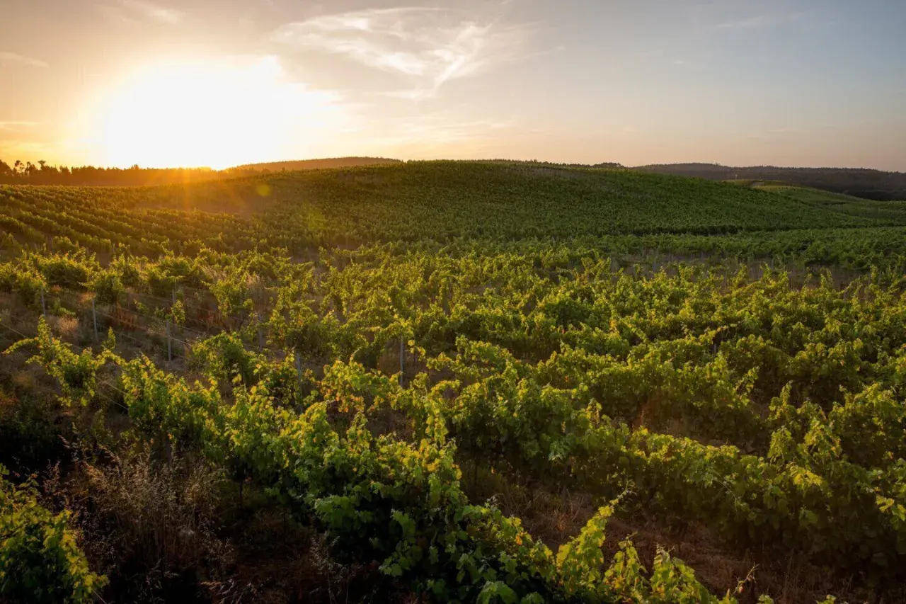 Vignoble verdoyant au coucher du soleil dans le district de Lisbonne, les vignes s'étendent à perte de vue sous un ciel doré.