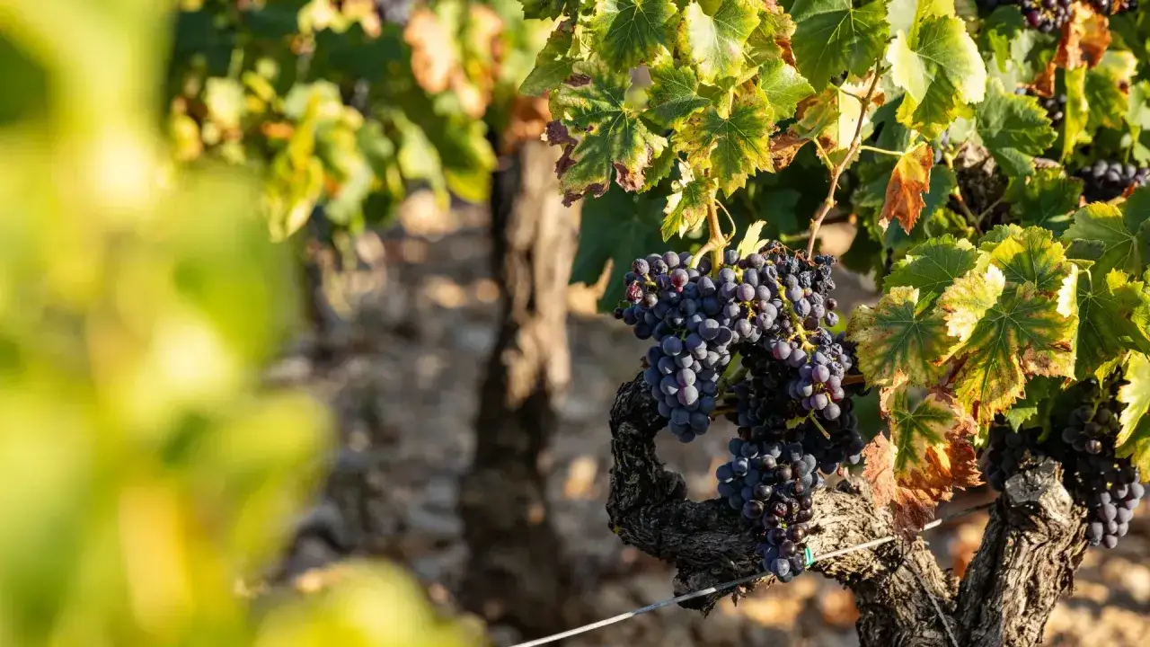 Grappes de raisin noir m&ucirc;res sur une vigne noueuse, sous le soleil de la Dr&ocirc;me. Le vin d'ici promet d'&ecirc;tre exceptionnel.