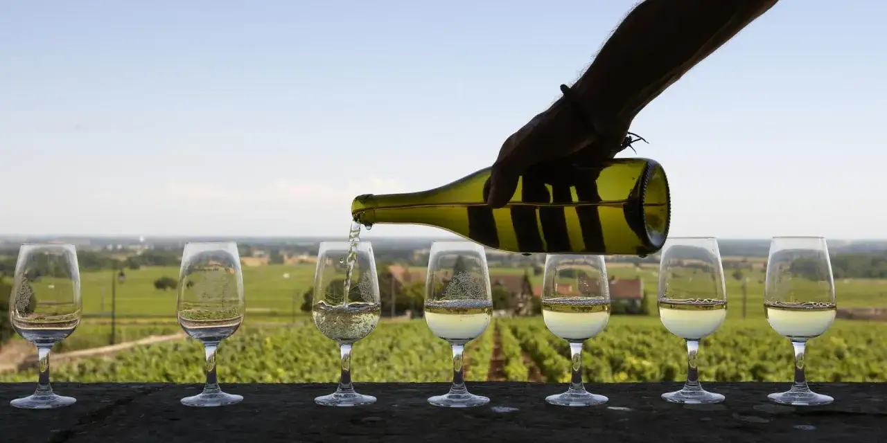 Dégustation de vin blanc dans les vignobles de Beaune. Une main verse le vin dans une série de verres, avec un paysage viticole en arrière-plan.