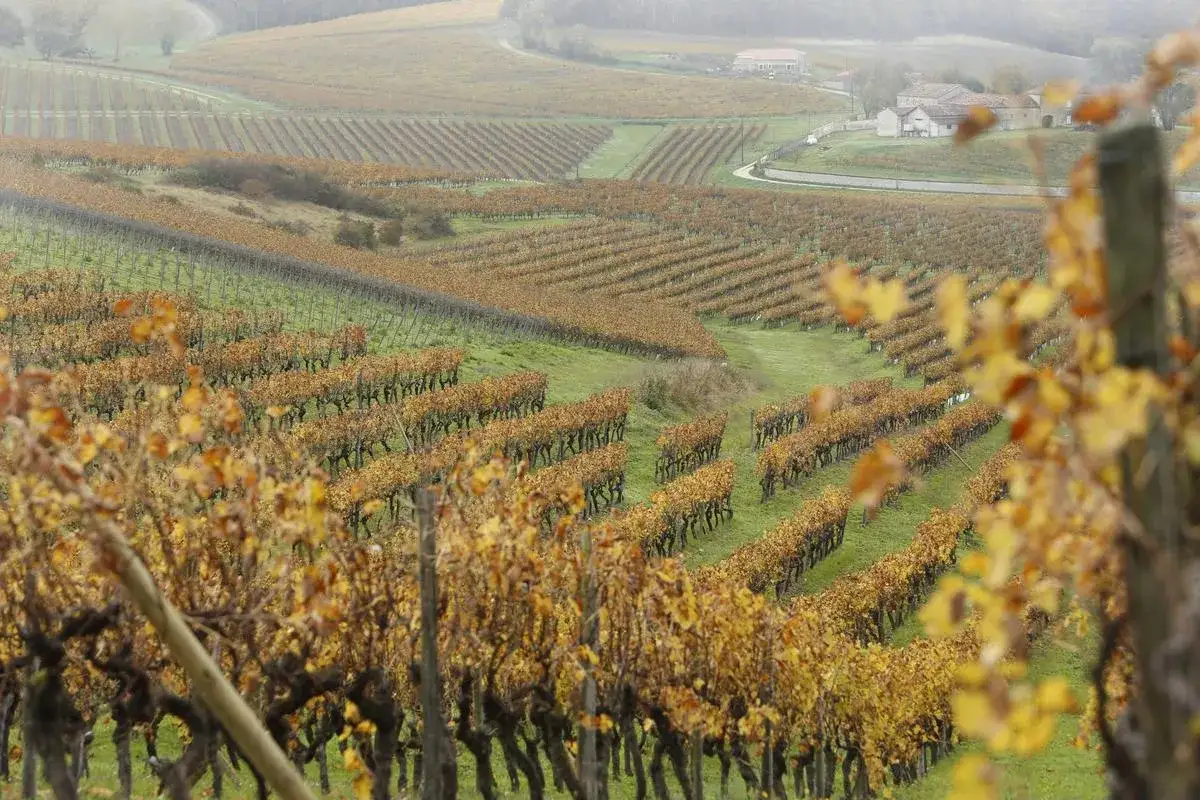 Vastes vignobles aux feuilles dorées, typiques de la région de Cognac ville, s'étendent sur les collines brumeuses.
