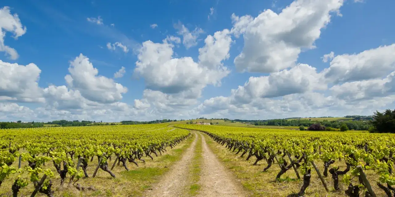 Chemin traversant un vignoble nantais verdoyant sous un ciel bleu parsemé de nuages blancs.