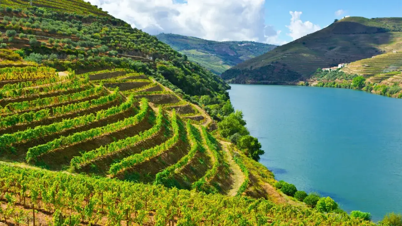 Terasses de vignoble verdoyantes le long du fleuve, paysage typique du vignoble Porto district.