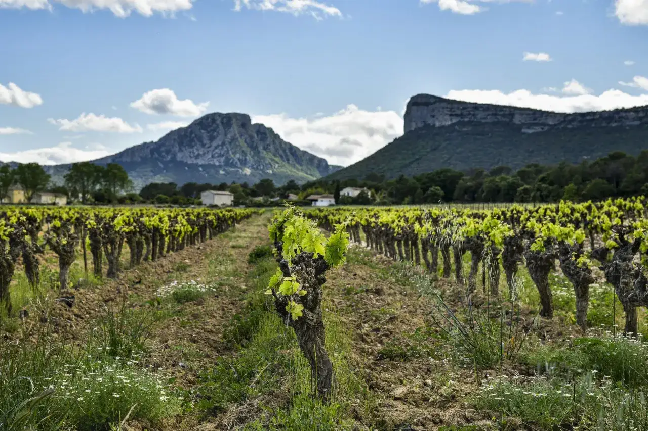 Vignes en pleine croissance sous le soleil, avec les majestueuses montagnes du domaine Pic Saint Loup en toile de fond.
