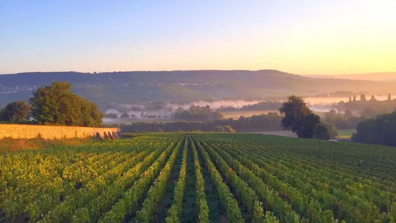 Vignoble au lever du soleil, brume légère sur les collines. L'air promet un futur champagne Le Gallais.