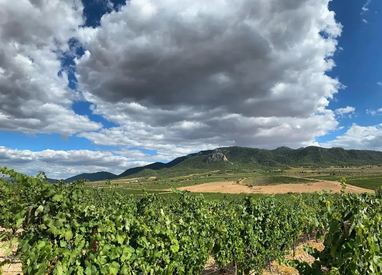 Vastes vignobles s'étendant à perte de vue, sous un ciel orageux, près de Madrid. Les vignes luxuriantes promettent un excellent millésime.