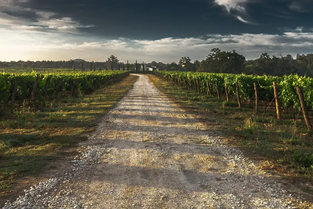 Chemin de gravier traversant un vignoble verdoyant, sous un ciel dramatique. Un paysage typique de la vallée de la Loire au coucher du soleil.