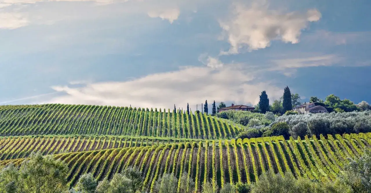 Collines toscanes verdoyantes, parcelles de vignes ondulantes et oliveraies. L'oenotourisme &agrave; Arezzo promet des paysages enchanteurs.
