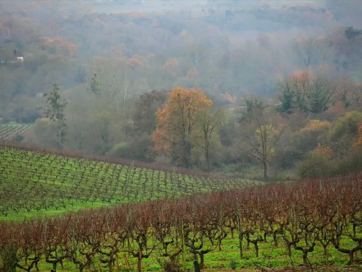 Paysage brumeux de vignes en hiver, avec des rangées de ceps dormant sur la cote de Layon, promettant un futur vin blanc.