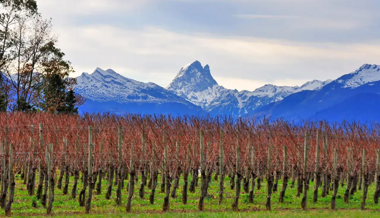 Vignes endormies sous les Pyrénées enneigées, promesse d'un futur vin de Pau.