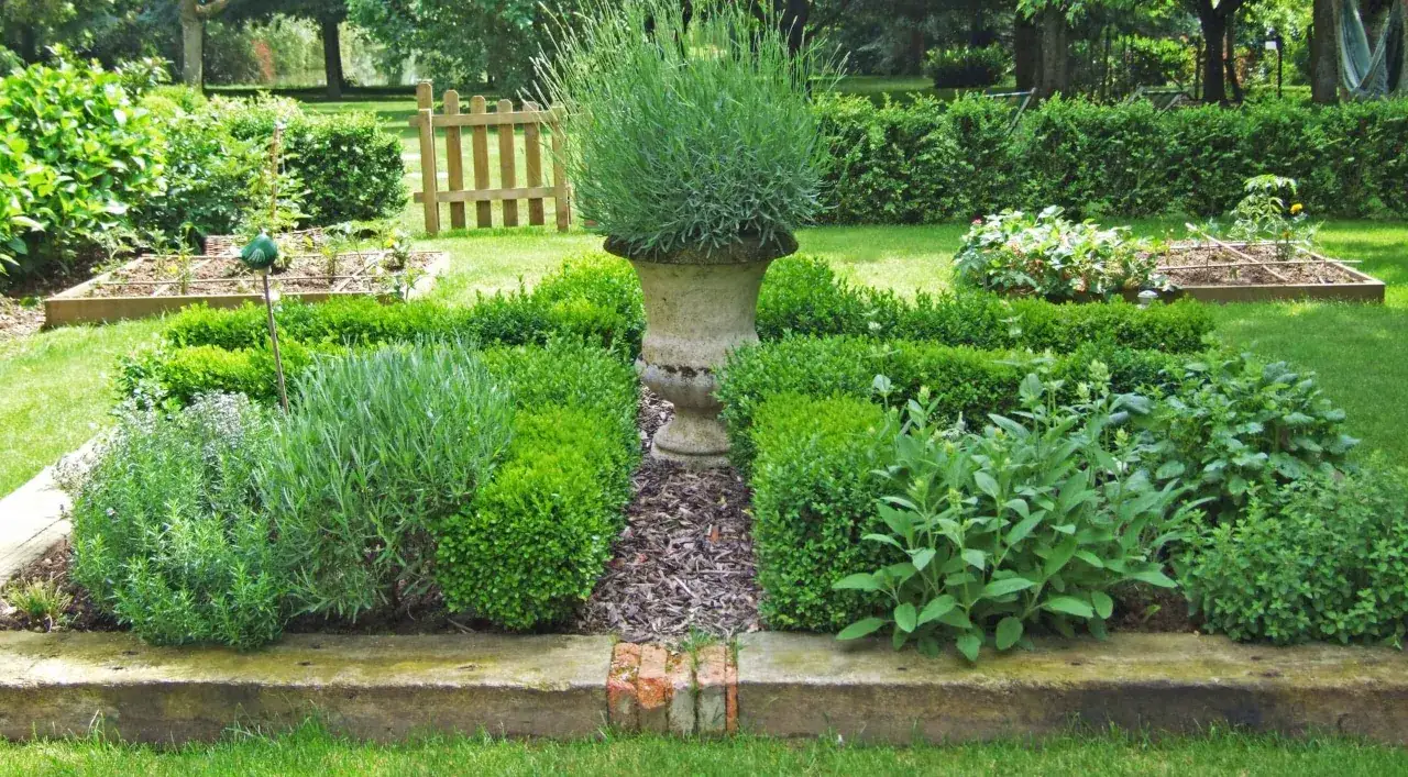 Jardin d'herbes aromatiques avec lavande, buis taillés et une plante à feuille aromatisé au centre.