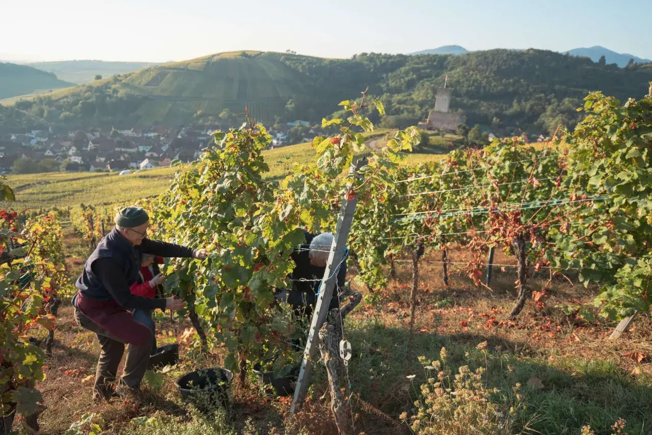 Des vignerons r&eacute;coltent le raisin sous un soleil matinal en Alsace. Les collines verdoyantes et un ch&acirc;teau en ruine dominent le paysage des vendanges.