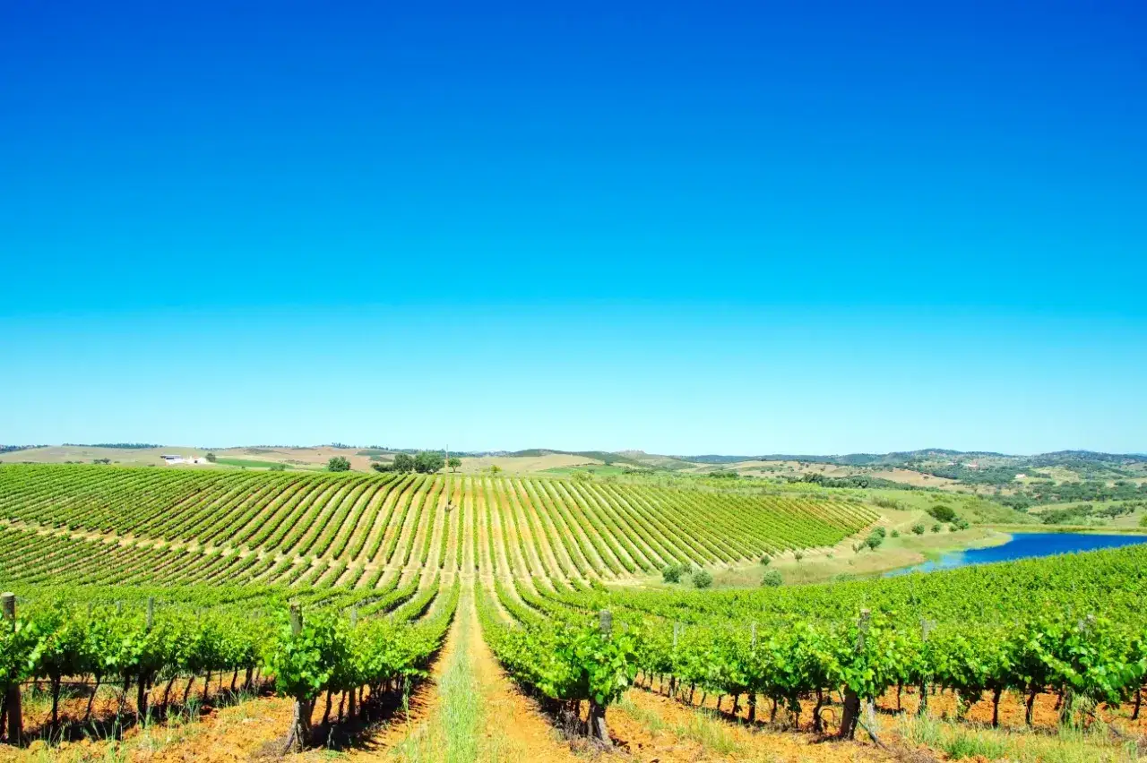 Vastes rang&eacute;es de vignoble verdoyant s'&eacute;tendant sur des collines sous un ciel bleu &eacute;clatant, pr&egrave;s de Lisbonne. Un lac scintille au loin.