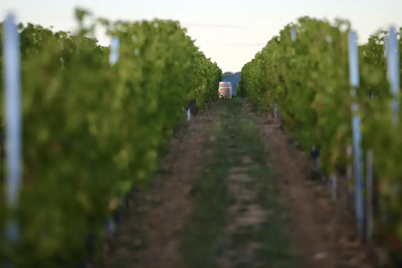 Un tonneau attend patiemment au bout d'une all&eacute;e de vignes au domaine La Bouche du Roi.