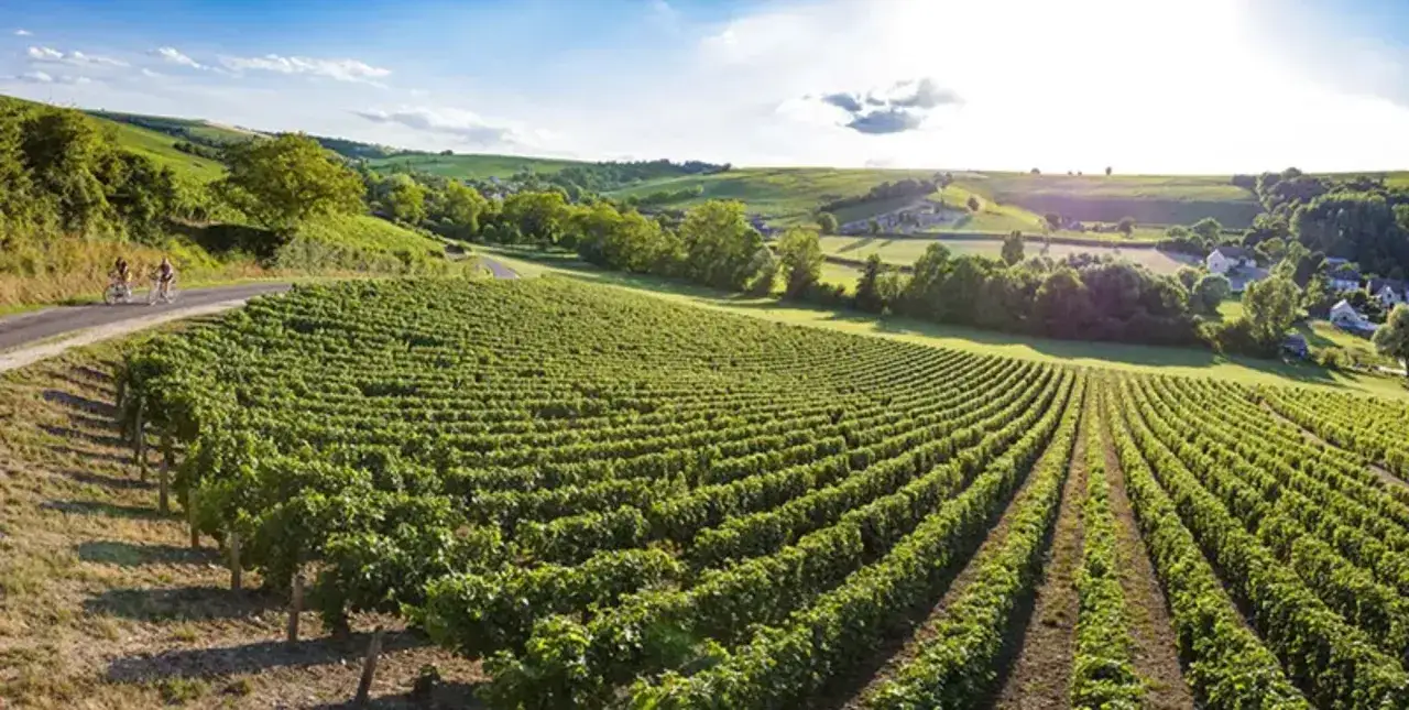 Paysage de vignobles verdoyants en pente, avec des cyclistes sur une route sinueuse. Un village est visible au loin. Parfait pour un vin nature Loire.