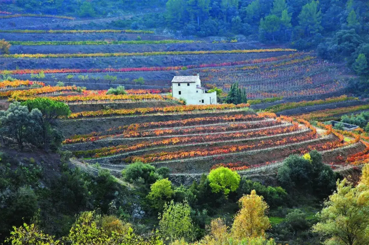 Vignoble catalan en automne, avec des vignes aux couleurs flamboyantes sur des terrasses. Une maison blanche se dresse au milieu.