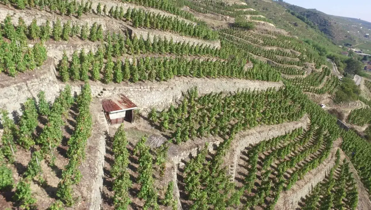 Vignes en terrasses sur une colline, avec une petite cabane de vigneron. Un paysage typique de la cave C&ocirc;te R&ocirc;tie.