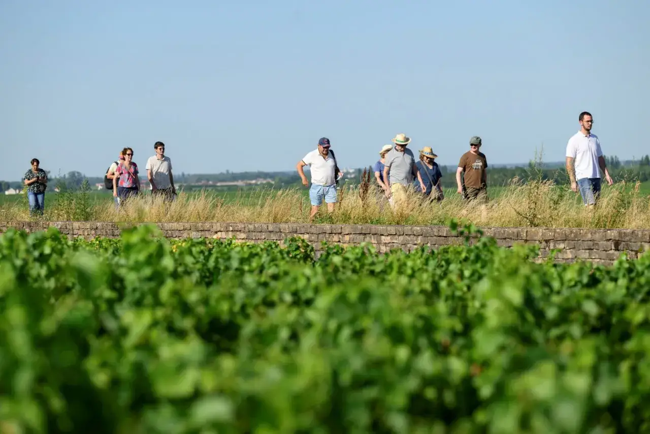 Un groupe de touristes profite d'une belle journée pour visiter Beaune, marchant le long d'un muret à travers les vignobles verdoyants.